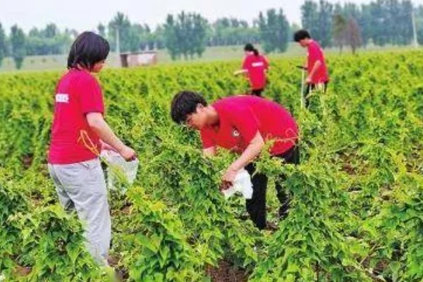 山药的常见病虫害及防治方法，常见的有炭疽病、褐斑病等
