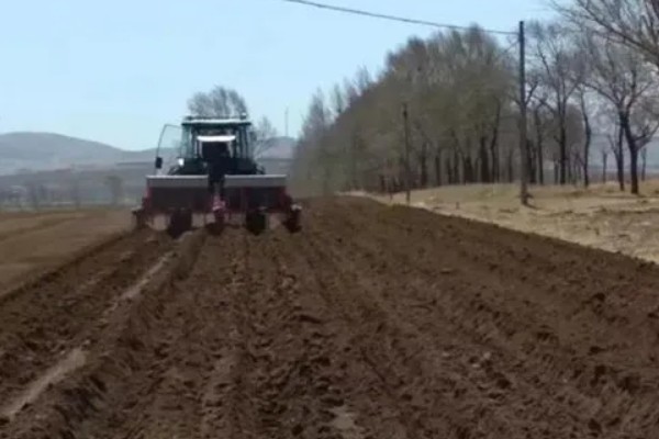 冬枣怎么能高产，首先需要选择优质壮苗