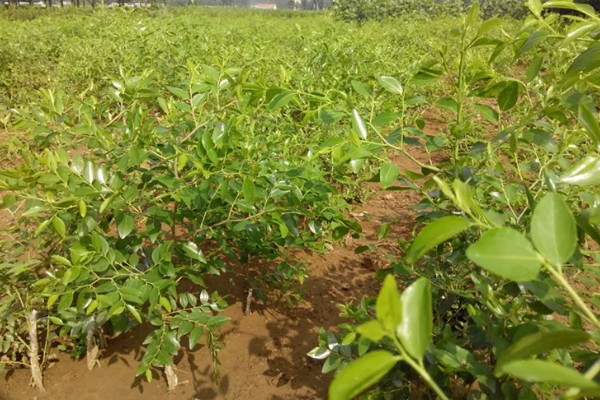 冬枣怎么能高产，首先需要选择优质壮苗