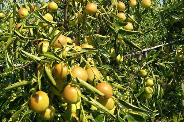 冬枣怎么能高产，首先需要选择优质壮苗