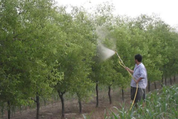 冬枣怎么能高产，首先需要选择优质壮苗