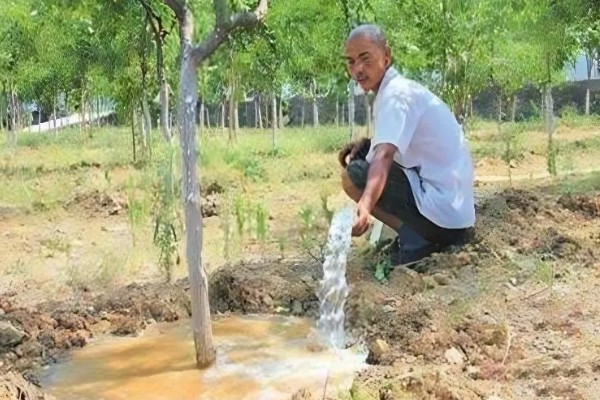 冬枣怎么能高产，首先需要选择优质壮苗