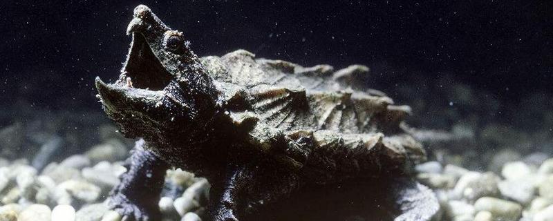 鳄龟有多大，成年的大鳄龟身长可达到60-75厘米