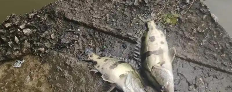 野钓鳜鱼用什么饵料，可以选择自然饵料或路亚拟饵