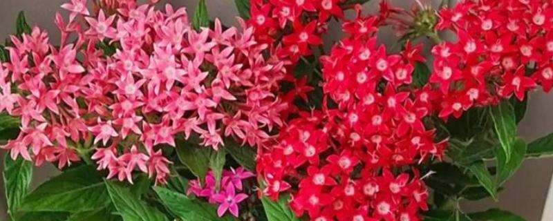 五星花如何养殖，生长期间不宜过量浇水