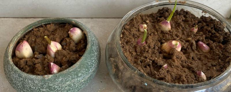 种大蒜是头朝上还是头朝下，头部要朝上