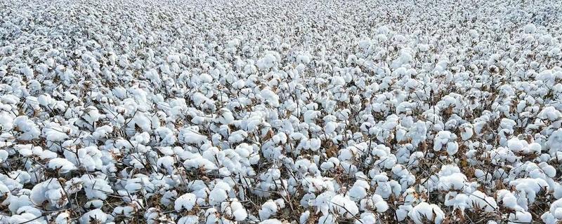 新疆棉花的生长周期，生长周期为180天左右