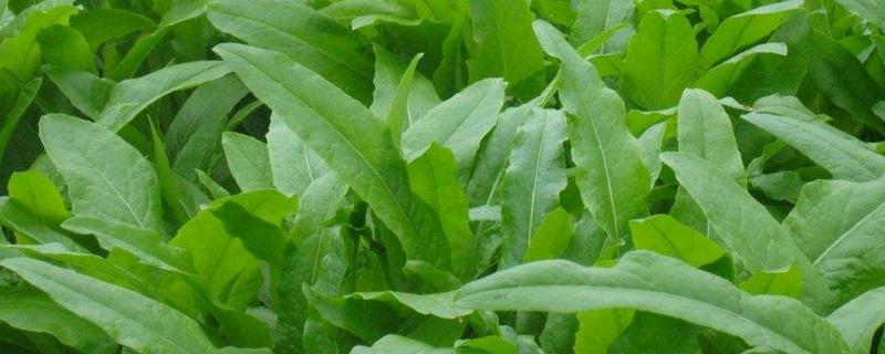 油麦菜的种植时间，一般在8-9月份播种