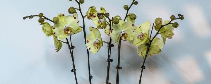 为什么蝴蝶兰掉花骨朵，可能是施肥不当所致