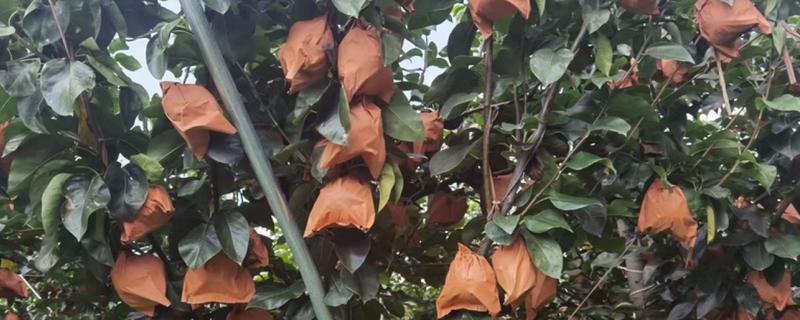 梨树的套袋技术，套袋时期通常套2次袋