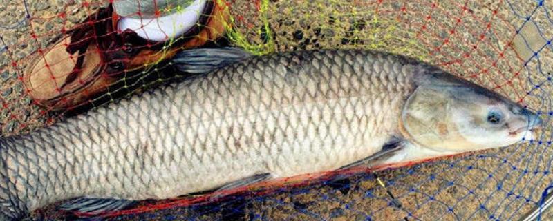 大青鱼的重量，常见个体10-20千克