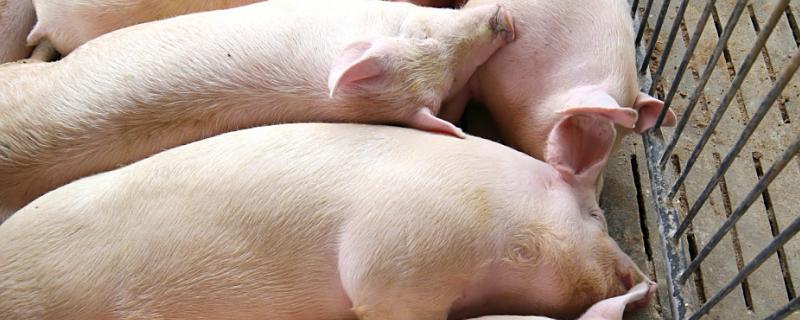 猪的正常体温是多少度，为38-39.5度