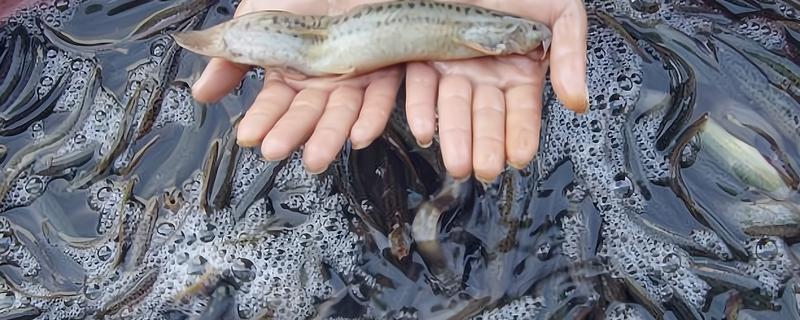 泥鳅鱼苗的养殖技术，选择体质健壮的泥鳅苗投放