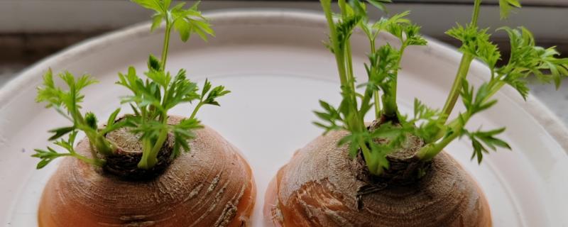 胡萝卜根水培可以活多久，通常可以活2个月左右