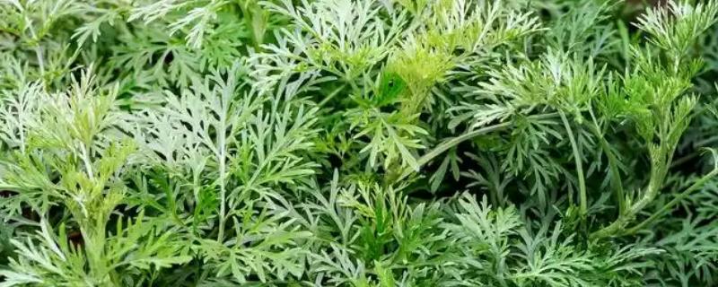 真艾草与假艾草的区别，叶片以及茎秆有所不同