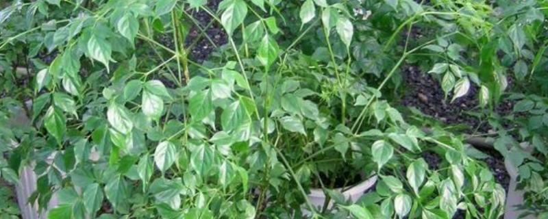 菜豆树和幸福树的区别是什么，二者没有什么区别