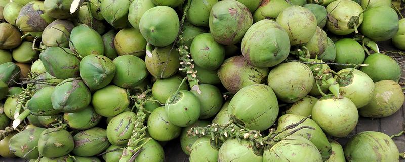 怎么区分椰皇、椰青，主要在于成熟度和处理方式