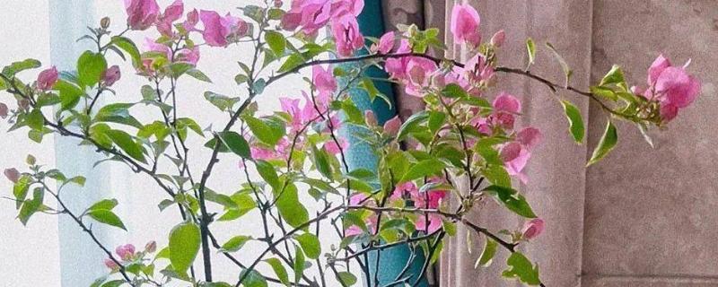 三角梅叶子萎缩打卷干枯的原因，可能是光照过强所致