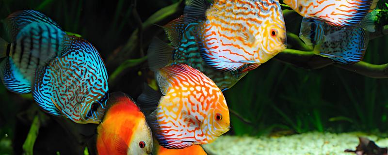 七彩神仙鱼的产地，原产于亚马逊河流域