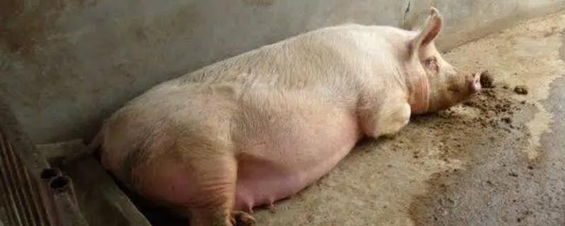 母猪下崽后不吃食怎么处理，需及时补充体能