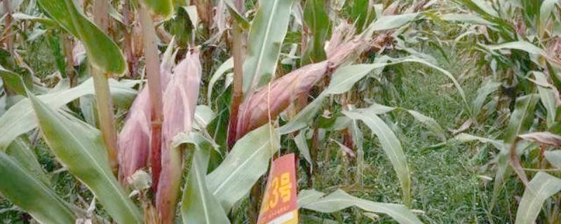 比裕丰303好的玉米种，常见的有沃玉3号、祺华703等