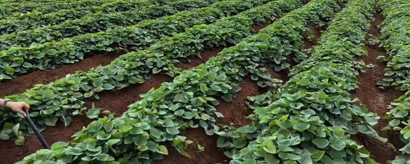 地瓜的种植方法，播种前用温水浸种