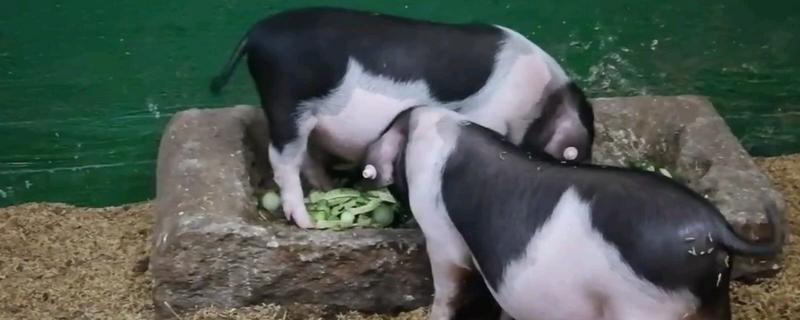 猪摇尾巴的意思，是一种健康的自然行为