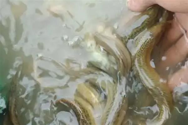 农村的偏门点子，推荐家庭监控器、智能机器人等