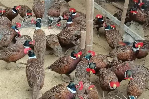 农村的偏门点子，推荐家庭监控器、智能机器人等