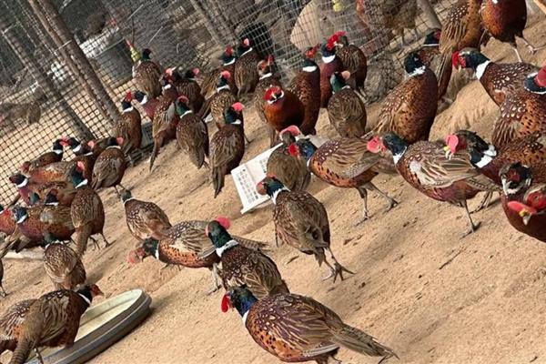 农村的偏门点子，推荐家庭监控器、智能机器人等