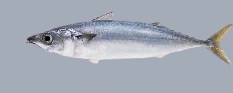 马鲛鱼有没有刺，体内的刺可让它顺利完成各种活动