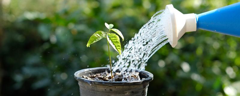 温水能不能浇花，冬季和早春用温水浇花好处多