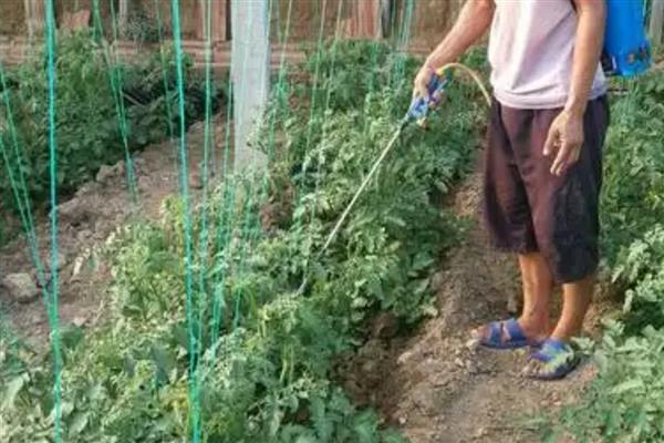 唑醚代森联的使用方法,一般以兑水喷雾为主