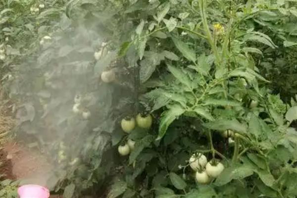 唑醚代森联的使用方法,一般以兑水喷雾为主