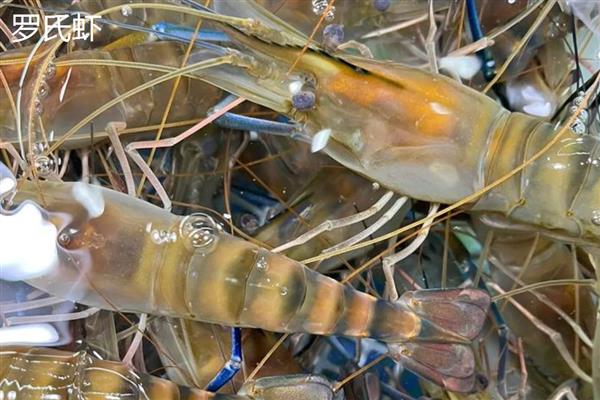 罗氏虾和基围虾的区别，科属和外形均不同