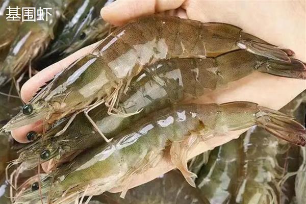 罗氏虾和基围虾的区别，科属和外形均不同