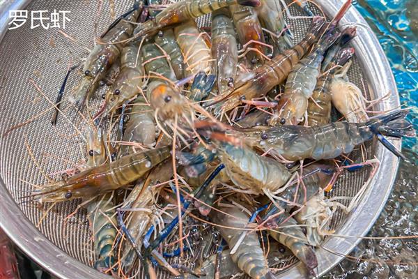 罗氏虾和基围虾的区别，科属和外形均不同