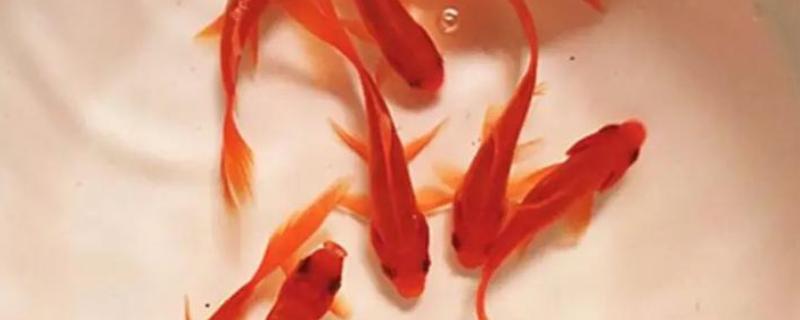 哪种鱼最好养活，草金鱼最好养活