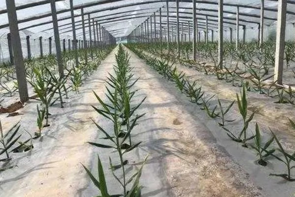 生姜夏季如何管理，要遵循薄肥勤施的原则