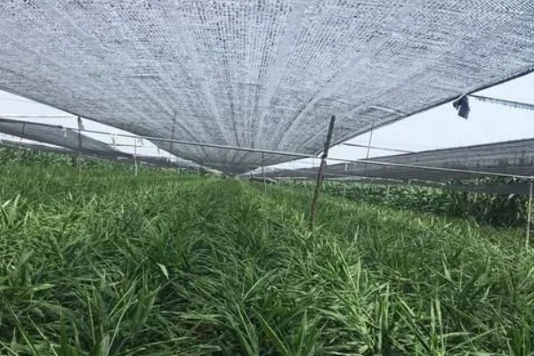 生姜夏季如何管理，要遵循薄肥勤施的原则