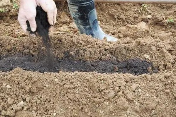 生姜夏季如何管理，要遵循薄肥勤施的原则