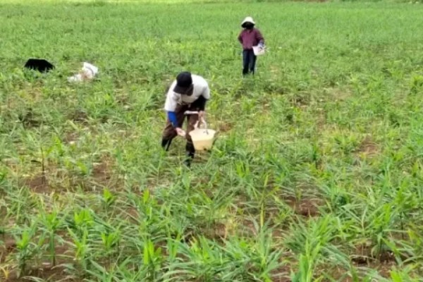 生姜夏季如何管理，要遵循薄肥勤施的原则