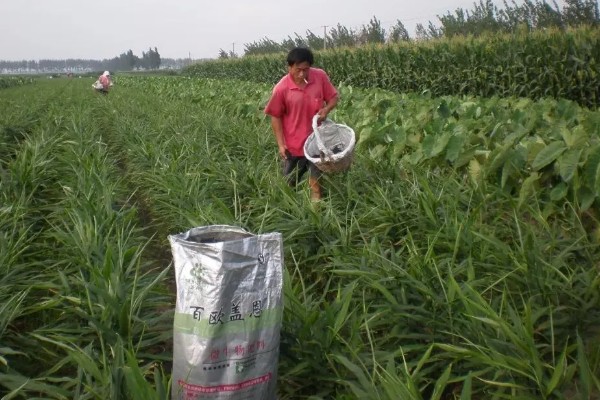 生姜夏季如何管理，要遵循薄肥勤施的原则