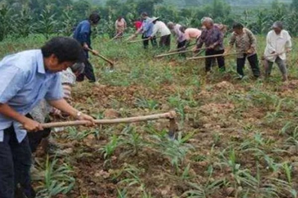 生姜夏季如何管理，要遵循薄肥勤施的原则