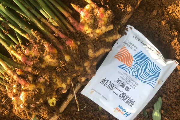 生姜夏季如何管理，要遵循薄肥勤施的原则