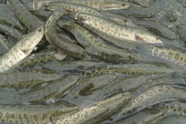 黑鱼的原产地，主要在热带的非洲及亚洲等淡水水域