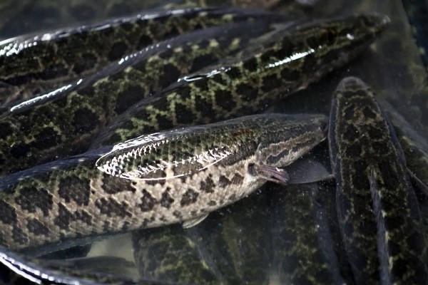 黑鱼的原产地，主要在热带的非洲及亚洲等淡水水域
