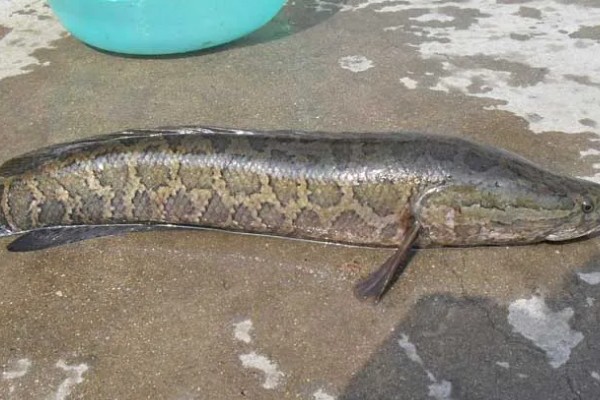 黑鱼的原产地，主要在热带的非洲及亚洲等淡水水域