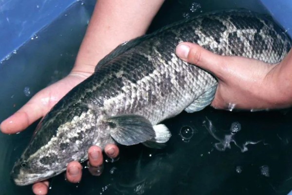 黑鱼的原产地，主要在热带的非洲及亚洲等淡水水域