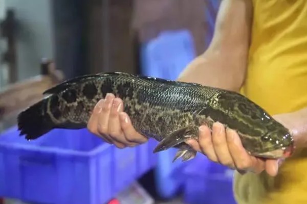 黑鱼的原产地，主要在热带的非洲及亚洲等淡水水域